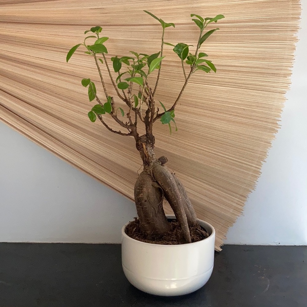 Meet your Posher, Sue